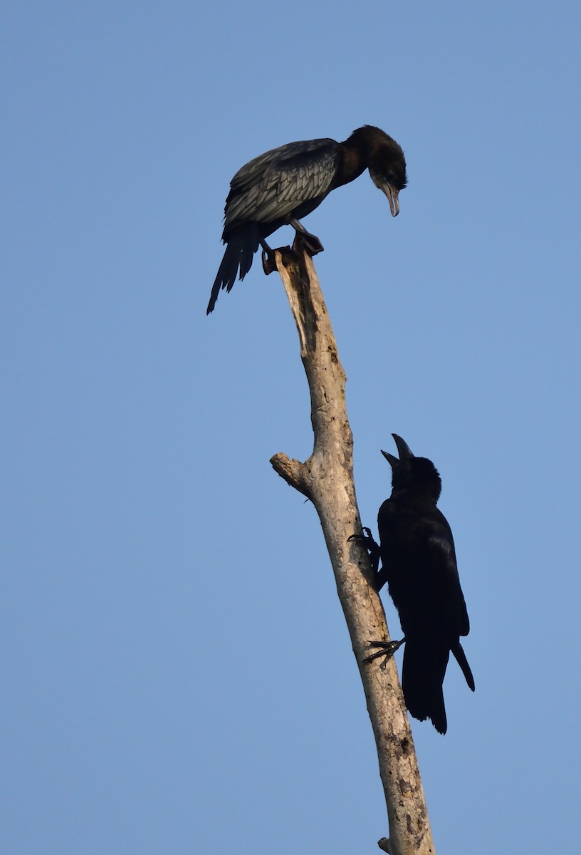 Large-billed Crow (Indian Jungle) - Kiron Vijay