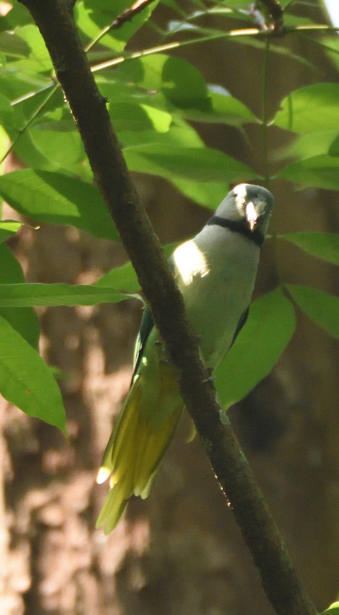 Malabar Yeşil Papağanı - ML573955251
