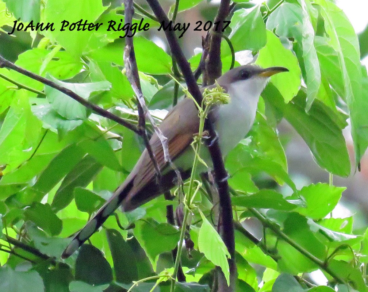 Yellow-billed Cuckoo - ML57395541