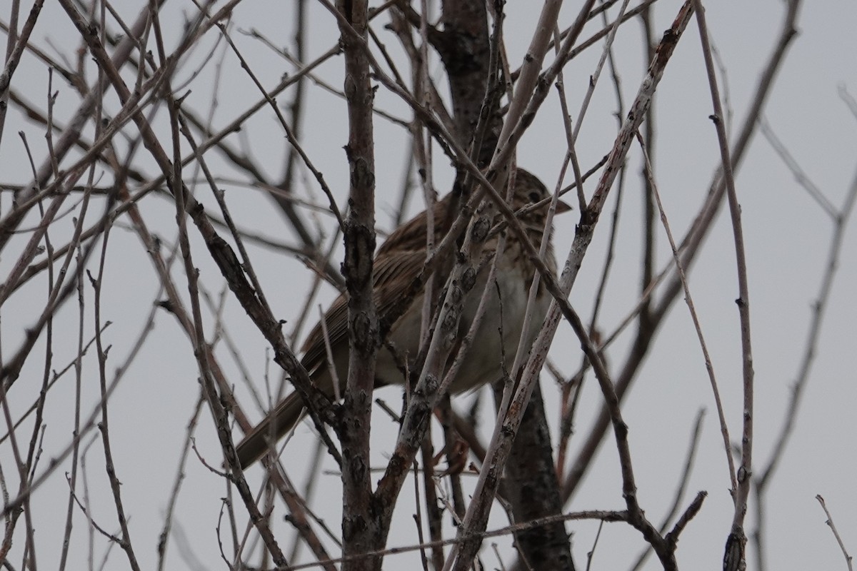 Vesper Sparrow - ML573956191