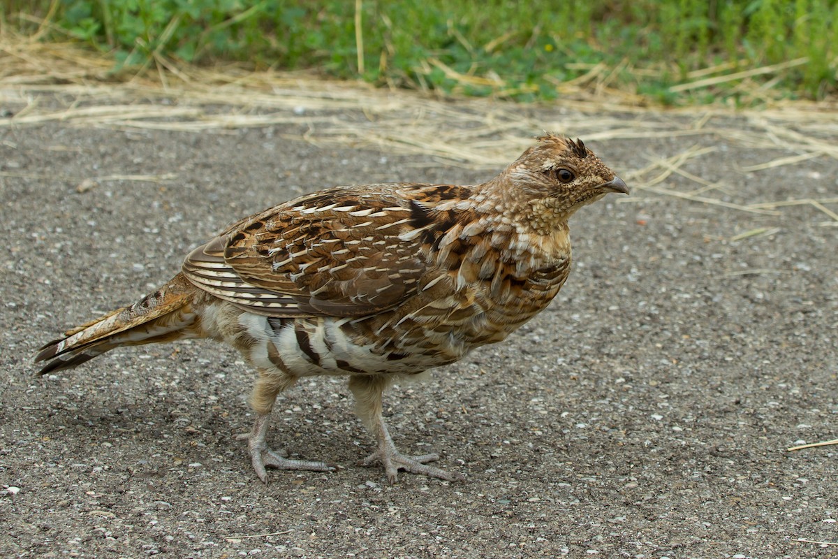 Ruffed Grouse - ML573956591