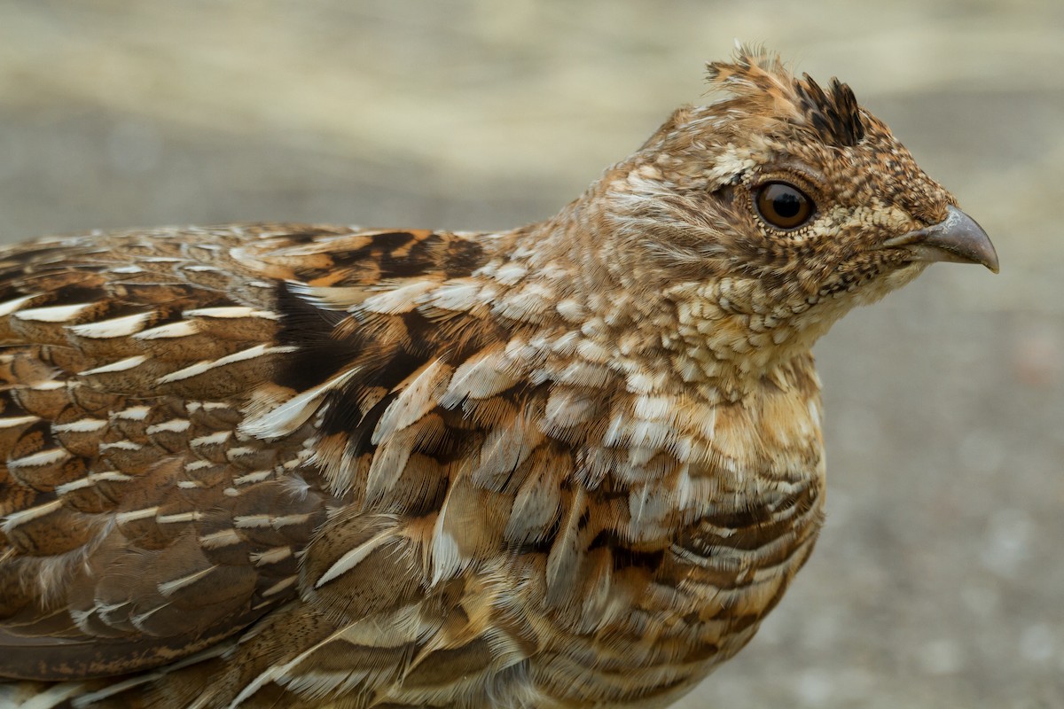 Ruffed Grouse - ML573956601