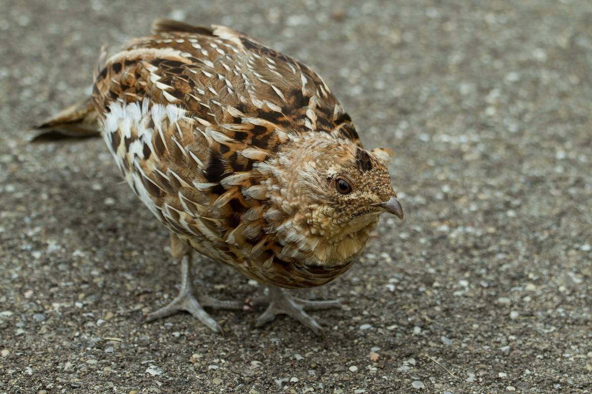 Ruffed Grouse - ML573956631