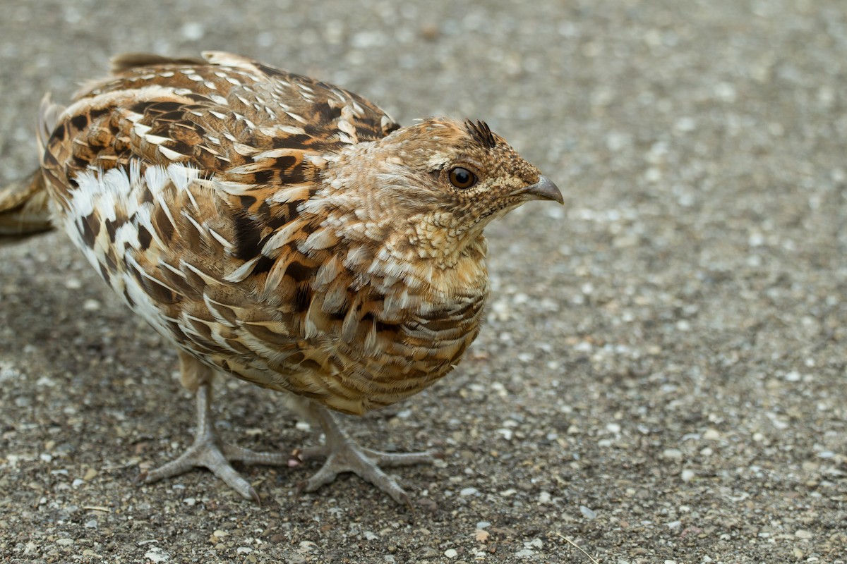 Ruffed Grouse - ML573956641