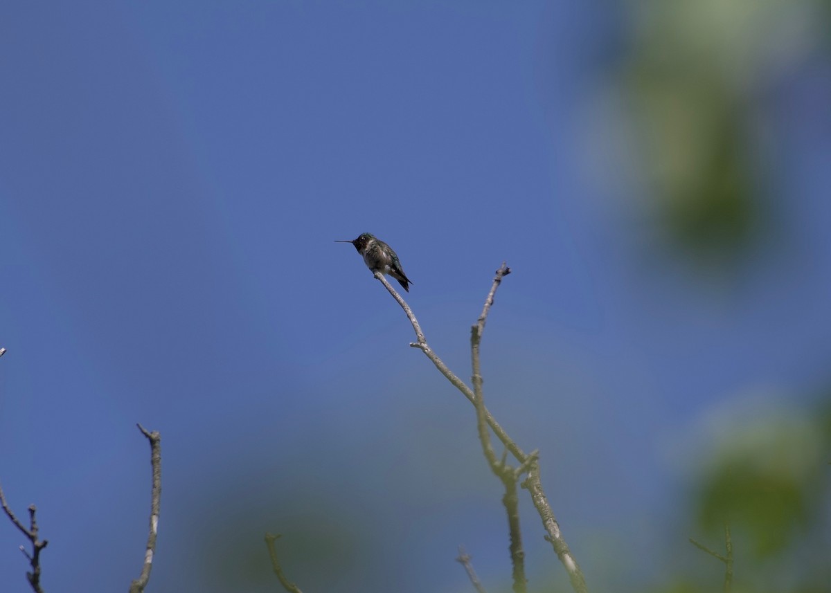 Ruby-throated Hummingbird - ML573958111