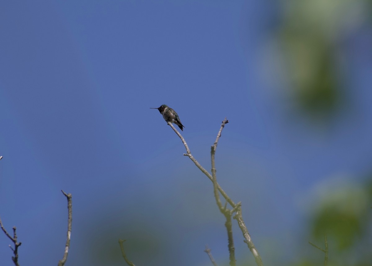 Colibrí Gorjirrubí - ML573958111