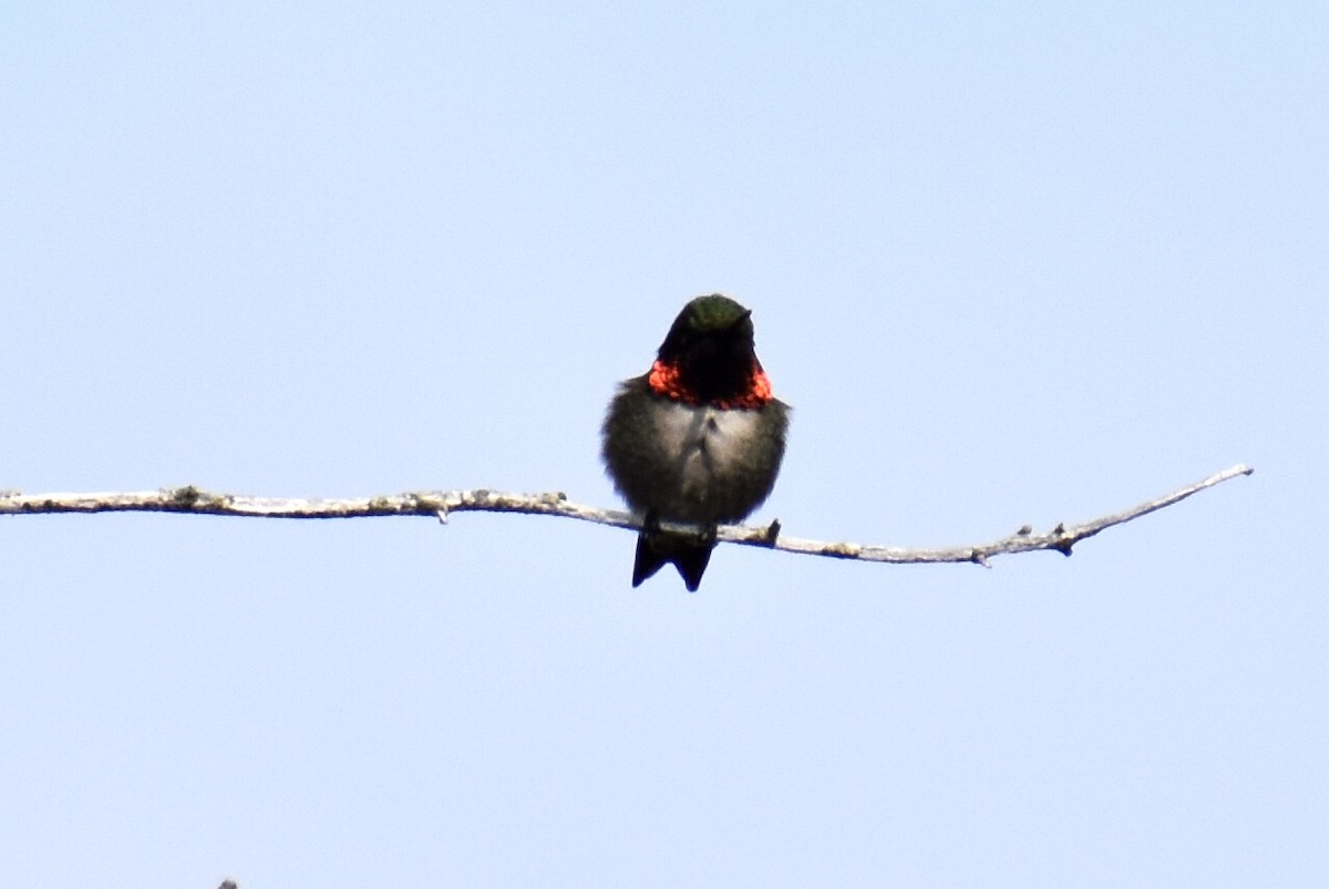 Ruby-throated Hummingbird - ML573958861