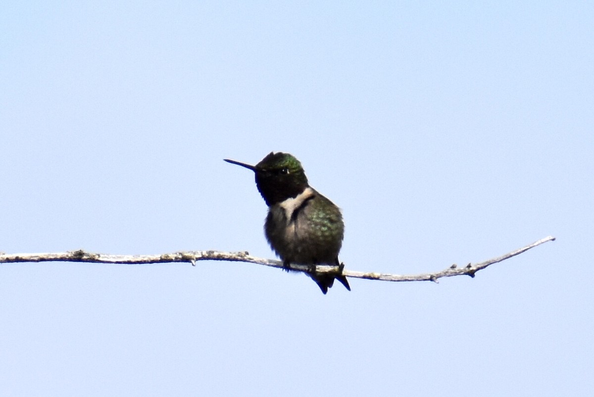 Ruby-throated Hummingbird - ML573958871