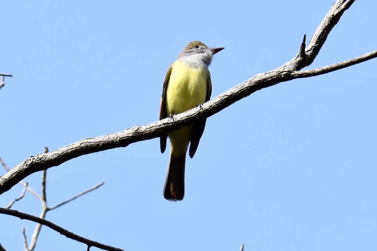 Great Crested Flycatcher - ML573958941