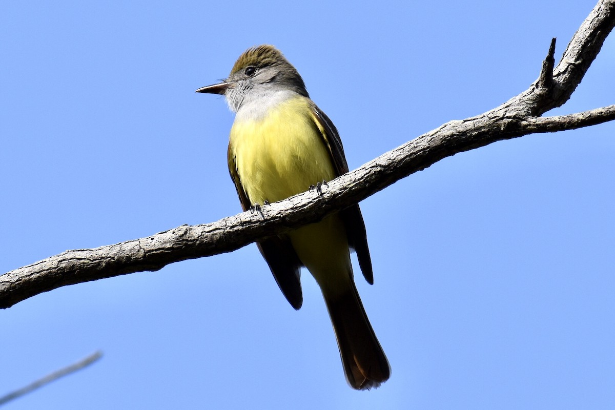 Great Crested Flycatcher - ML573958971