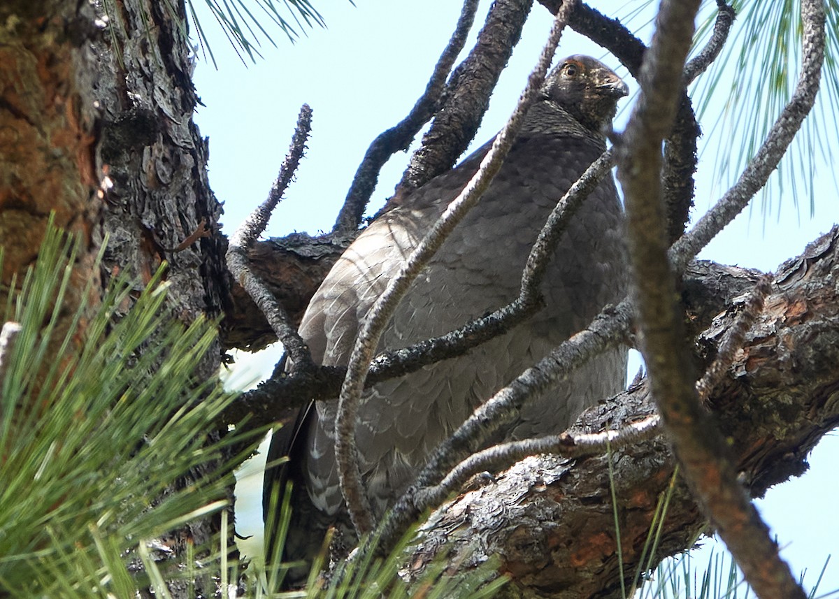 ススイロライチョウ - ML573959061