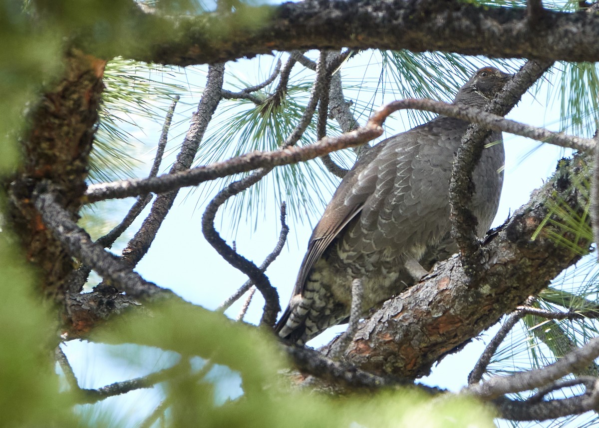 Sooty Grouse - ML573959111