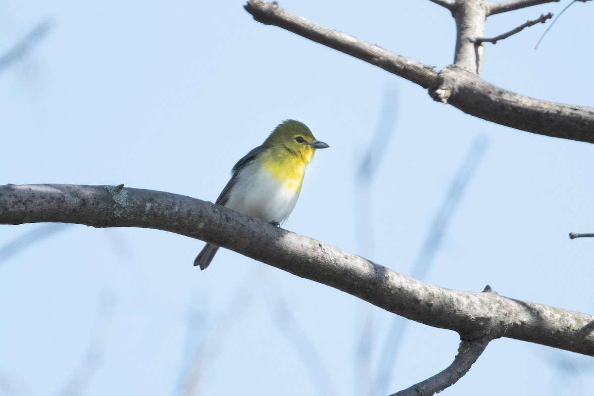 Yellow-throated Vireo - ML573959251