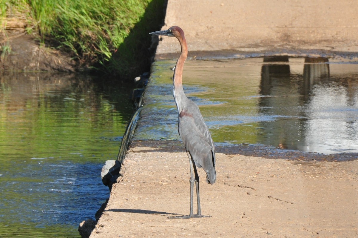 Goliath Heron - ML573960221