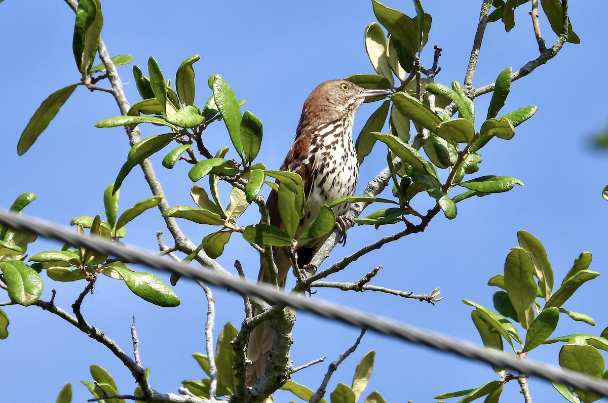 Brown Thrasher - ML573961671