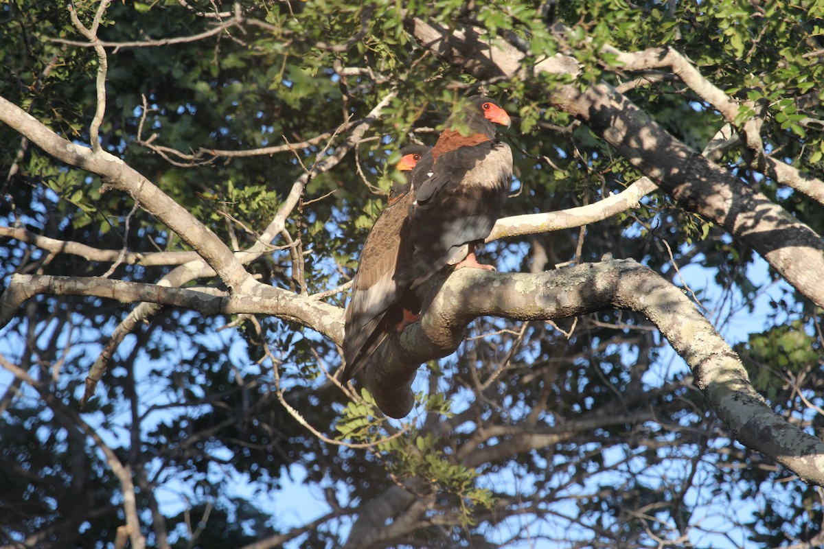 Bateleur des savanes - ML573961761