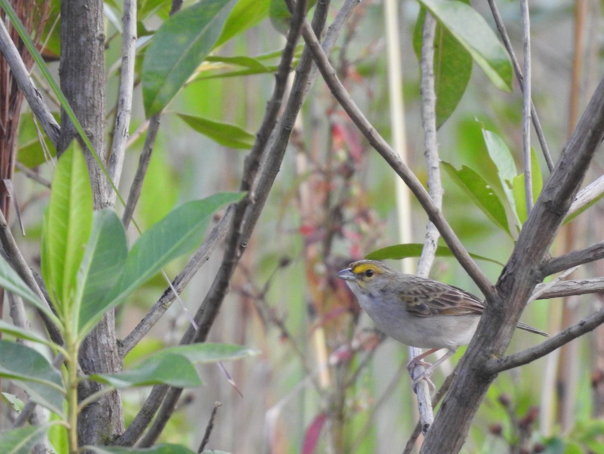 Yellow-browed Sparrow - ML573961821