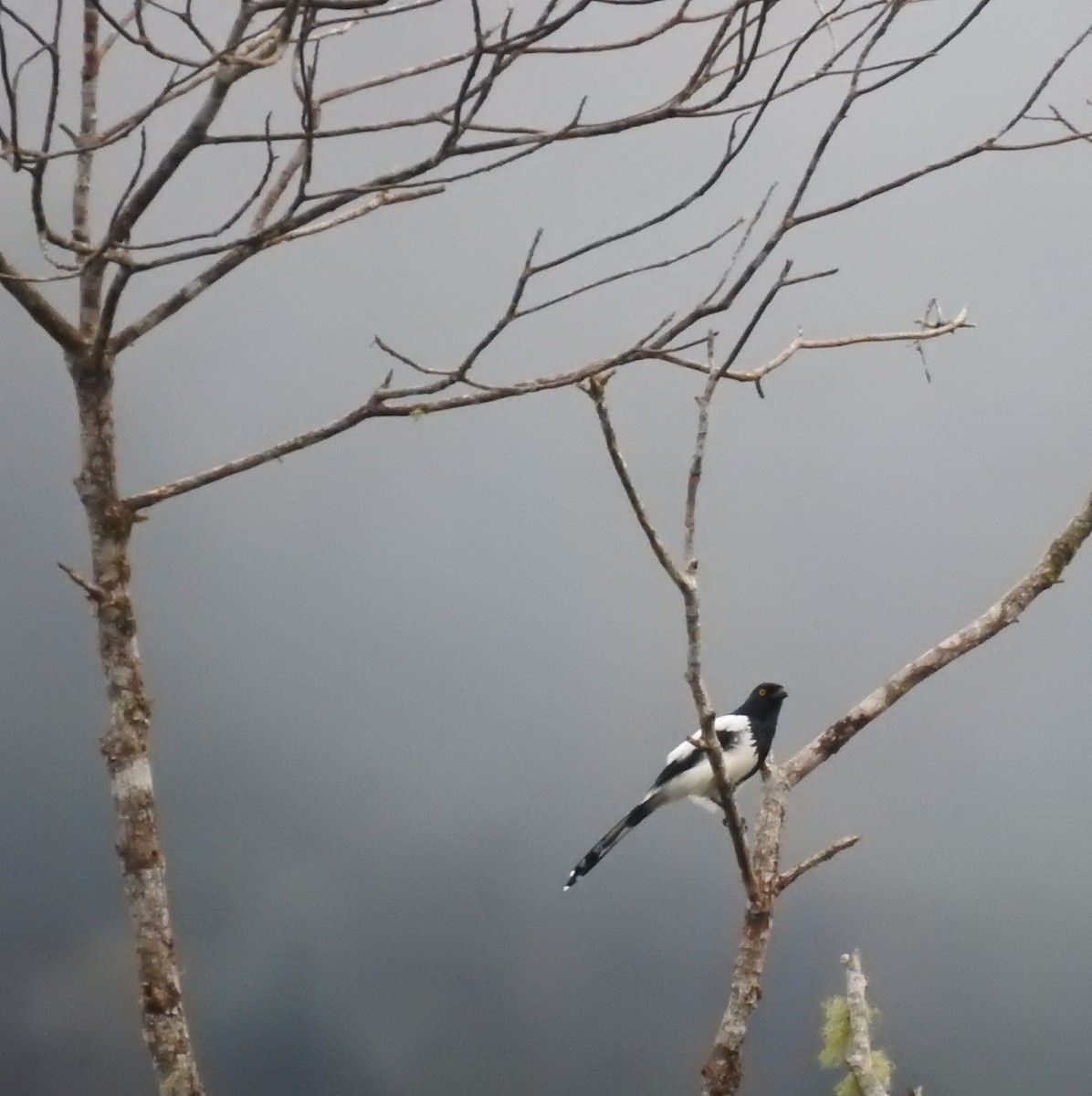 Magpie Tanager - ML573962171