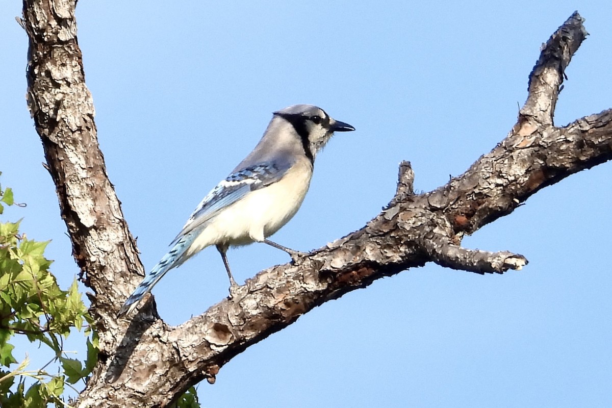 Blue Jay - ML573962491