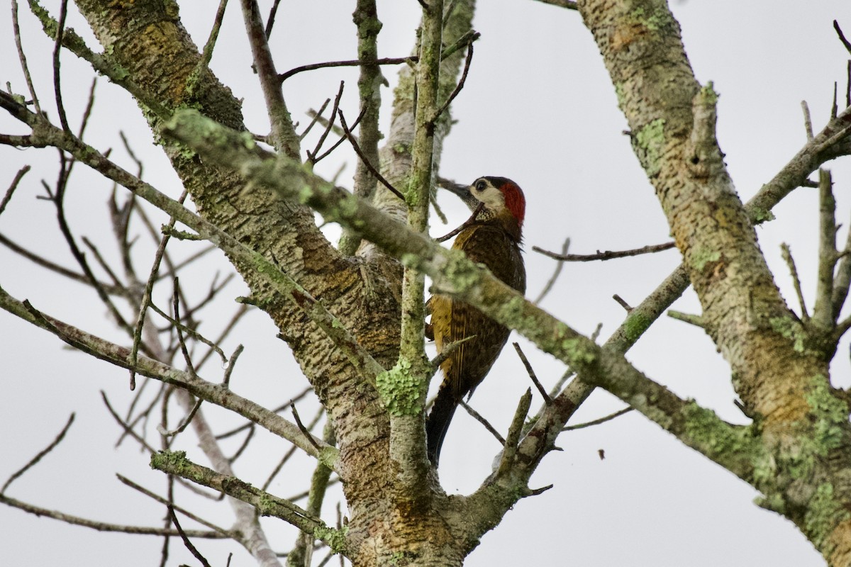 Spot-breasted Woodpecker - Johan Bergkvist