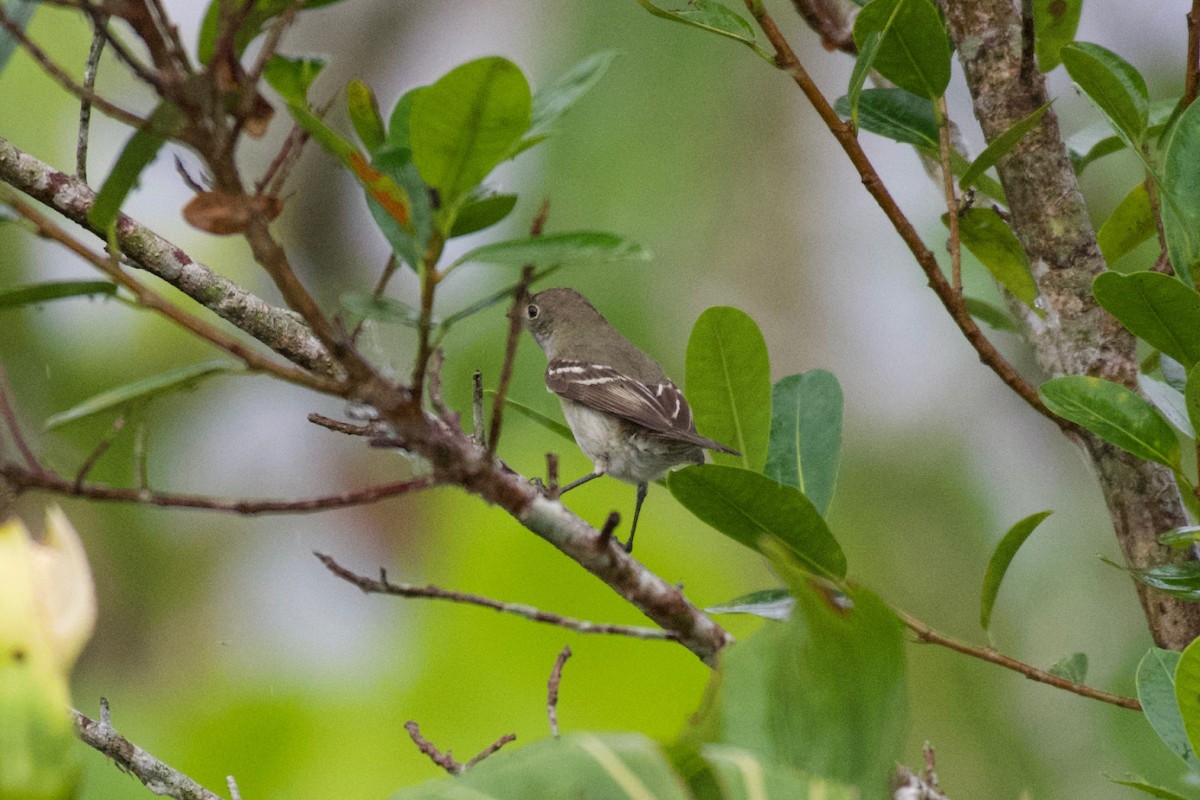 Southern Beardless-Tyrannulet (Northern) - Johan Bergkvist