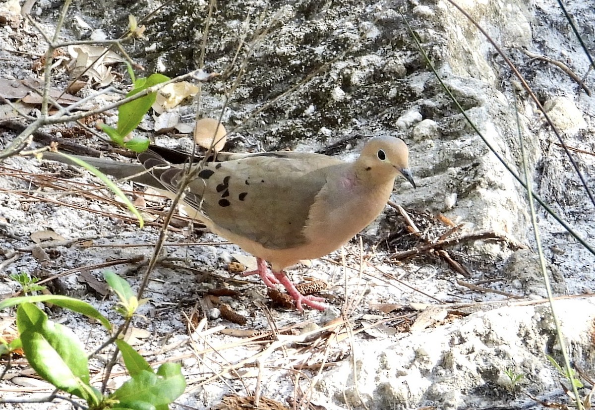 Mourning Dove - ML573963811