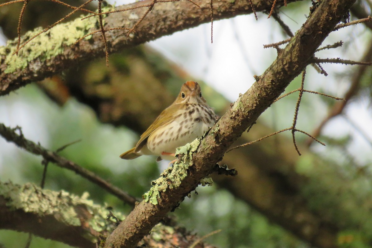 Ovenbird - ML57396411