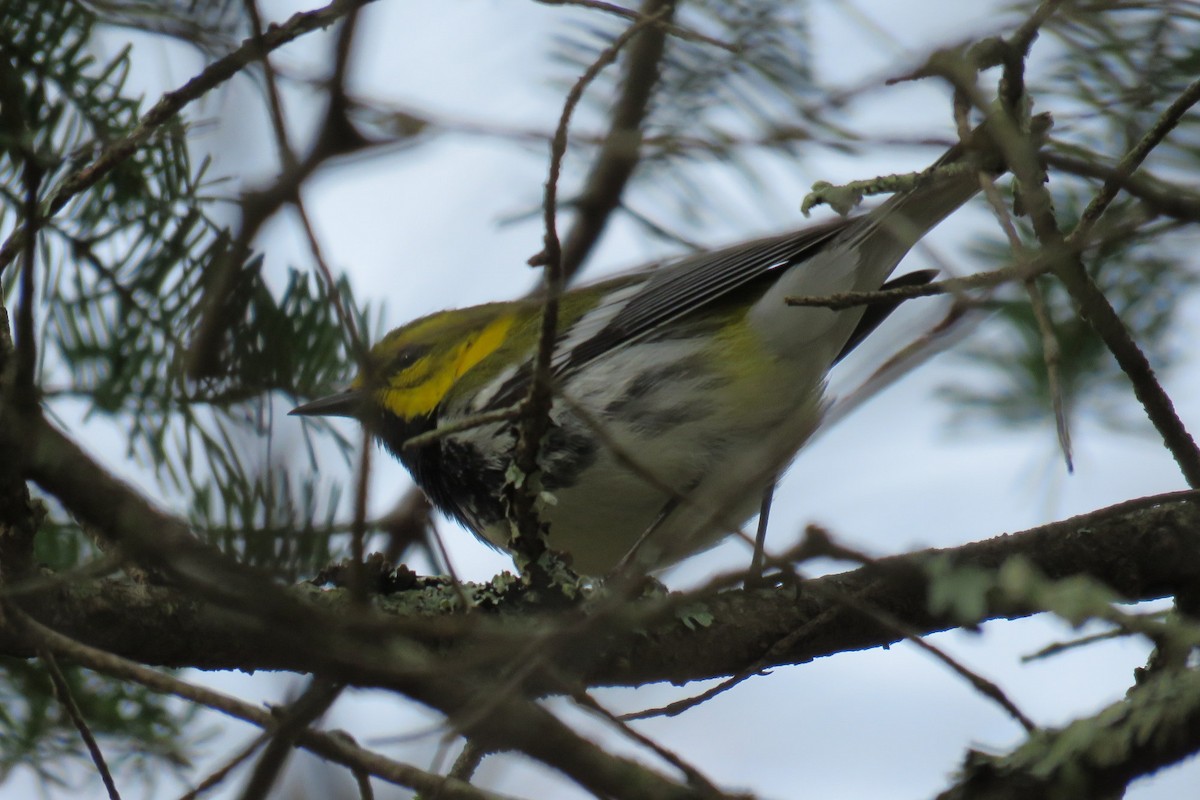 Black-throated Green Warbler - ML57396421