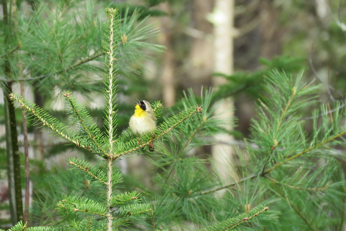 Common Yellowthroat - ML57396431