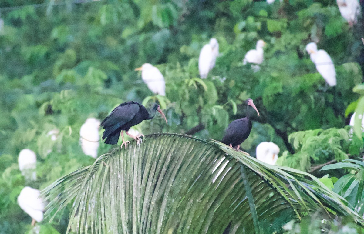 Bare-faced Ibis - ML573965021