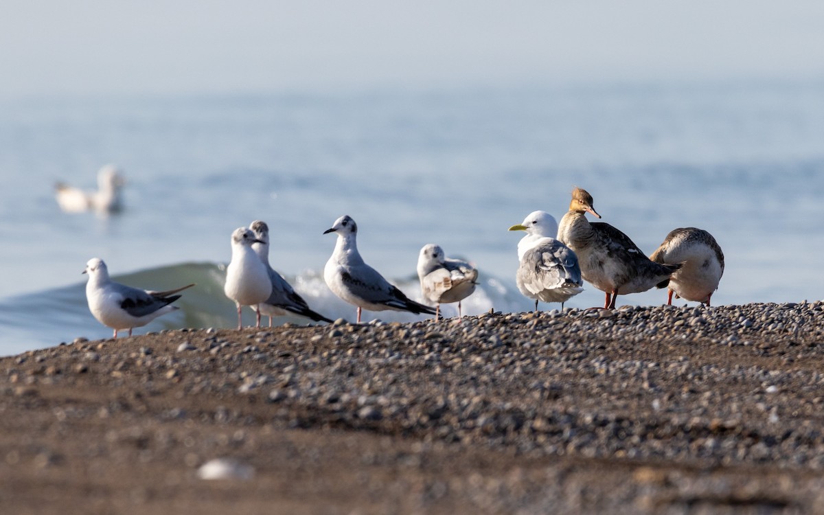 Black-legged Kittiwake - ML573965121