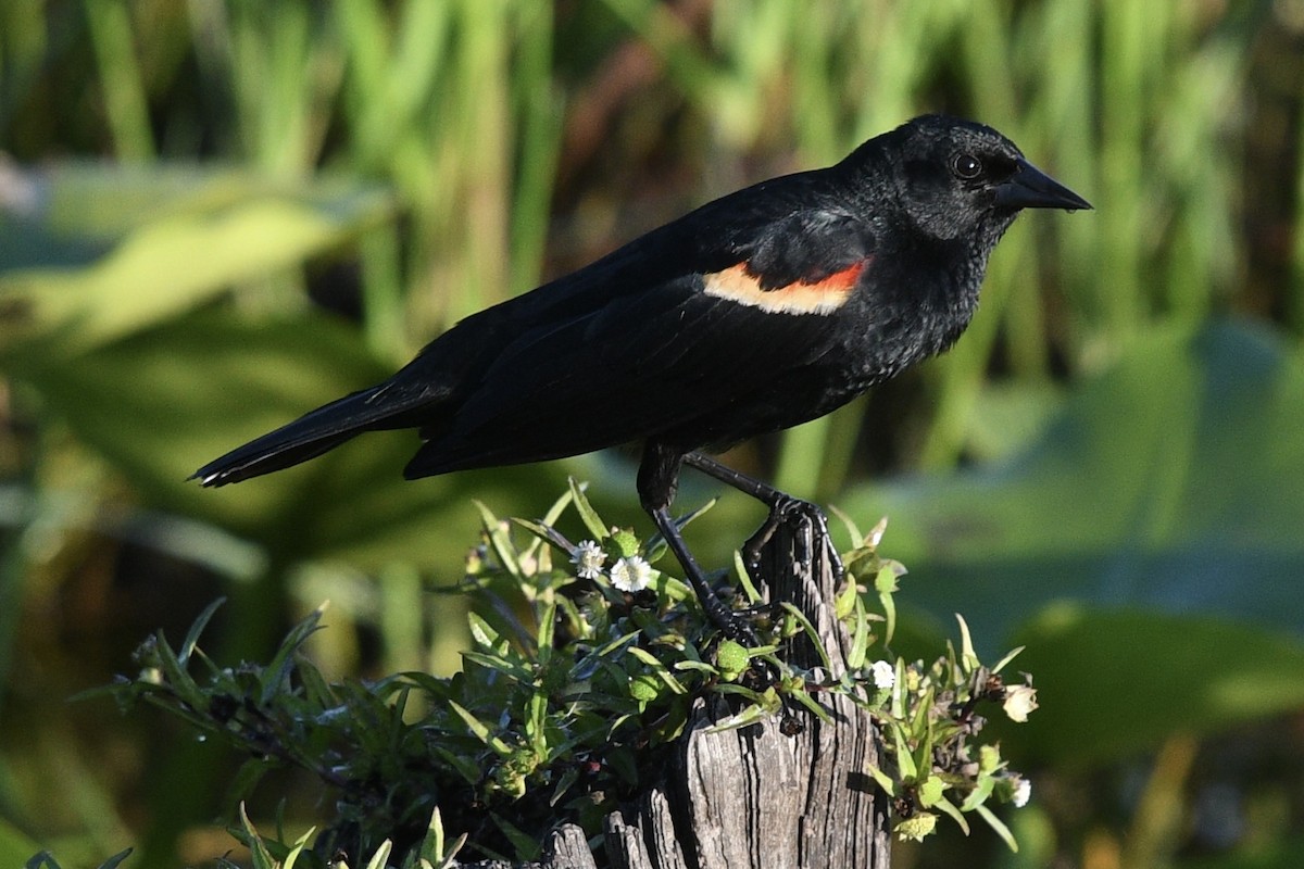 Red-winged Blackbird - ML573965541