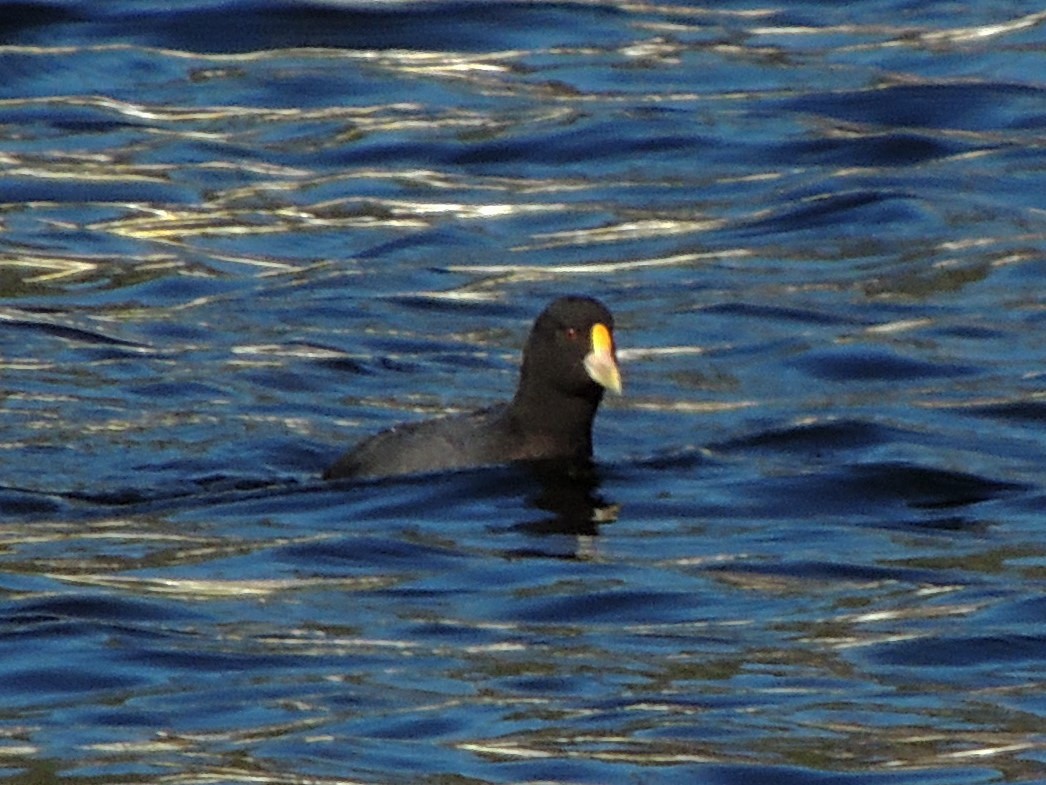 White-winged Coot - Simón Pla García