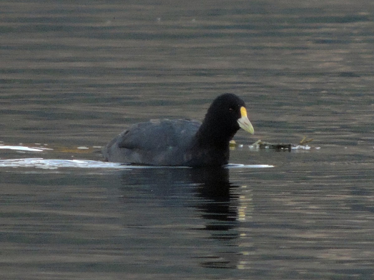 Foulque leucoptère - ML573967001