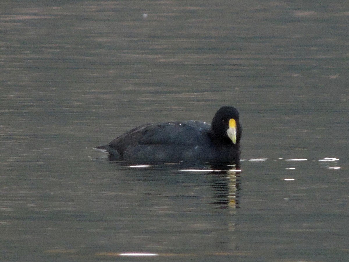 White-winged Coot - ML573967021