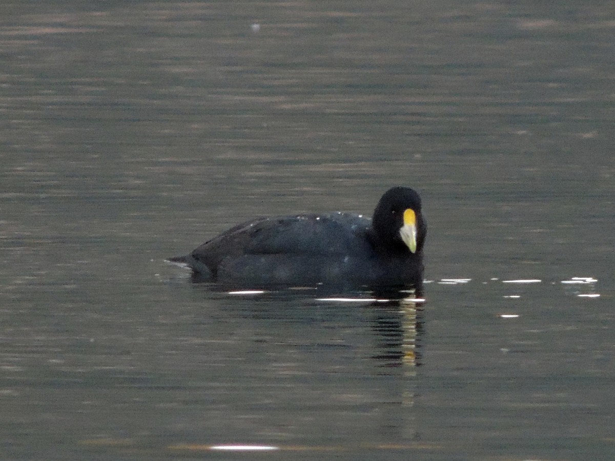 Foulque leucoptère - ML573967021