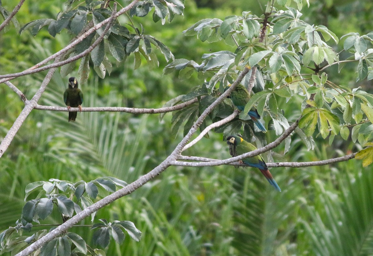 Yellow-collared Macaw - Alex Wiebe