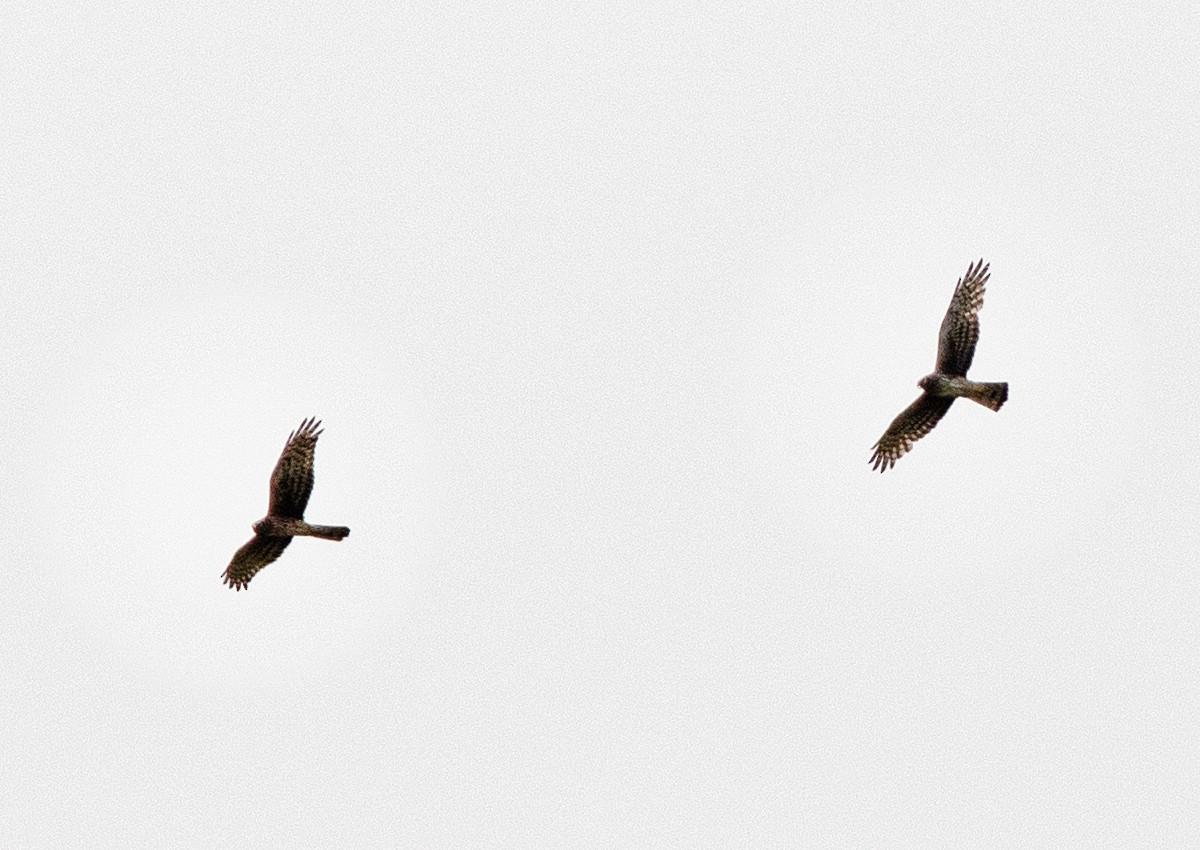 Northern Harrier - ML573967641