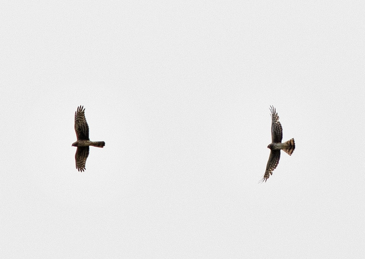 Northern Harrier - ML573967651