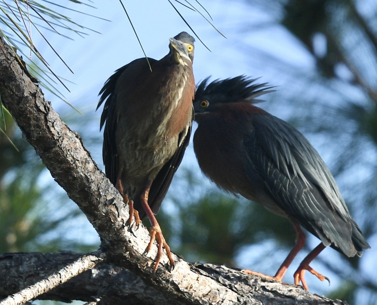 Green Heron - ML573967791