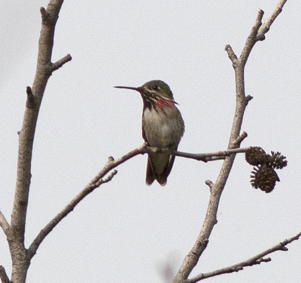Calliope Hummingbird - ML573967901