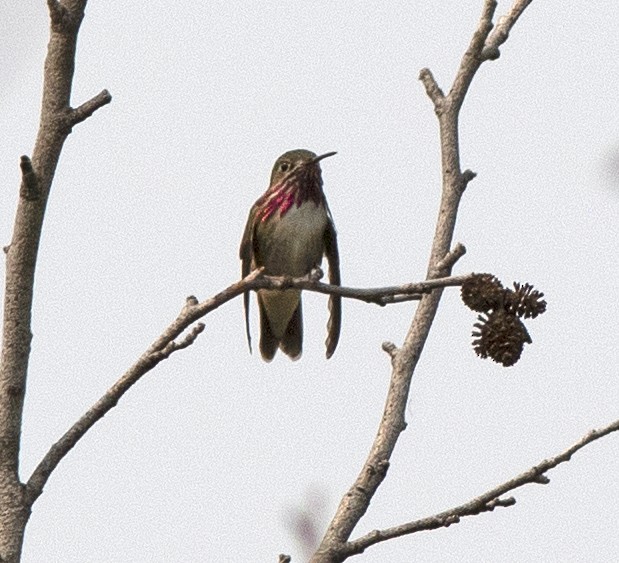 Colibrí Calíope - ML573967911