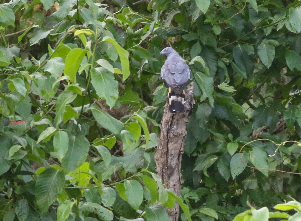 káně dlouhonohá (ssp. gracilis/flexipes) - ML573968201