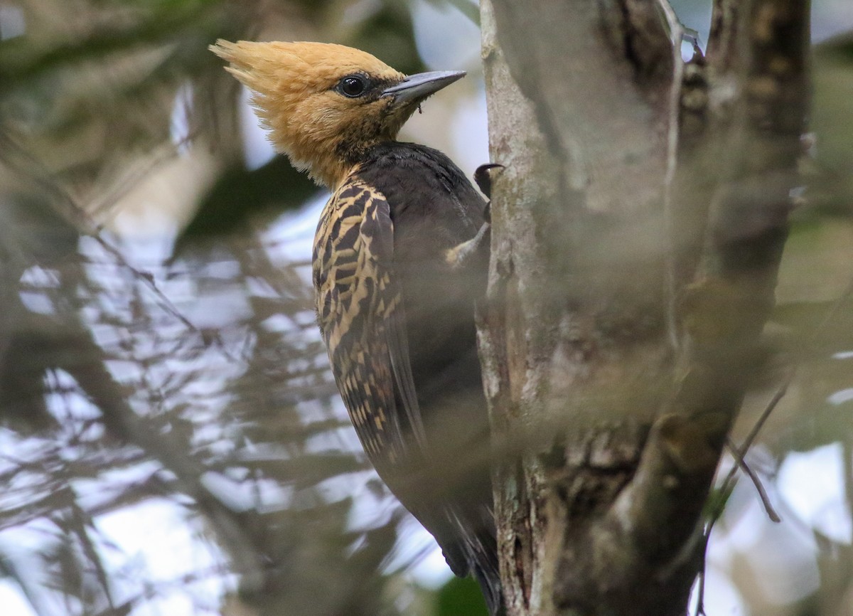 Ochre-backed Woodpecker - ML573968491