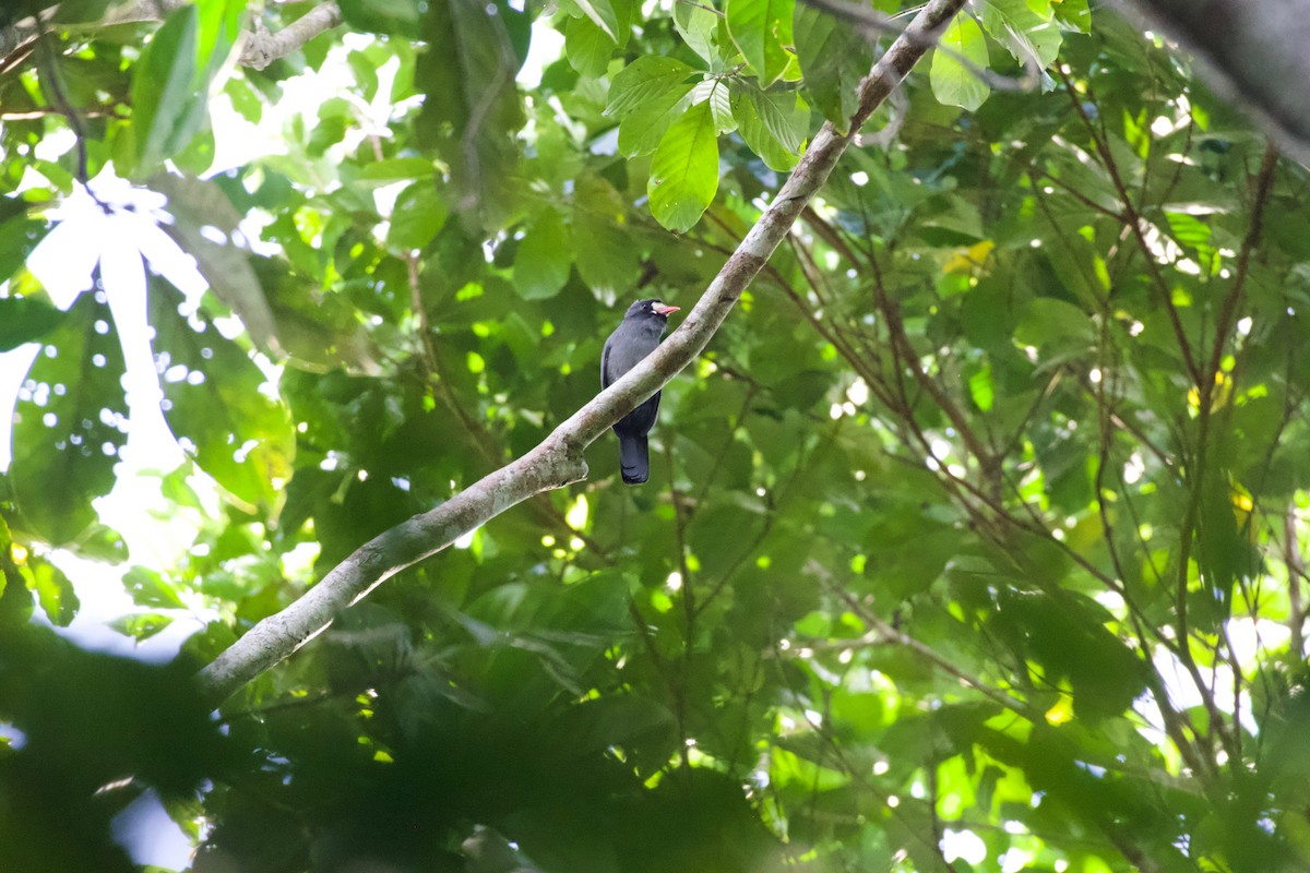 White-fronted Nunbird (White-fronted) - ML573968601