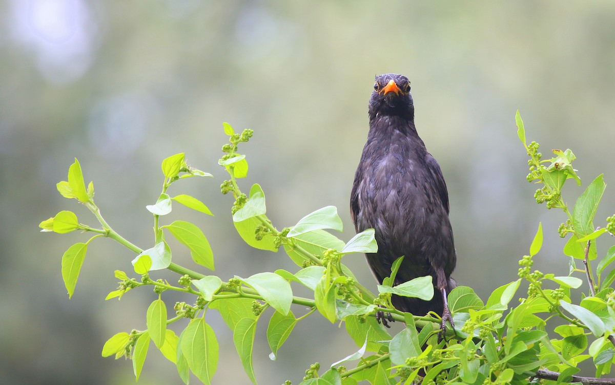 Eurasian Blackbird - ML573968661