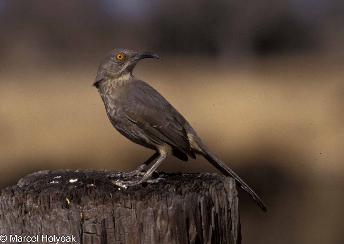 Curve-billed Thrasher - ML573968721