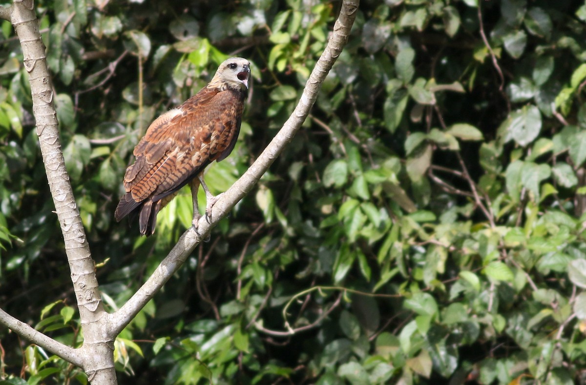 Black-collared Hawk - ML573968751