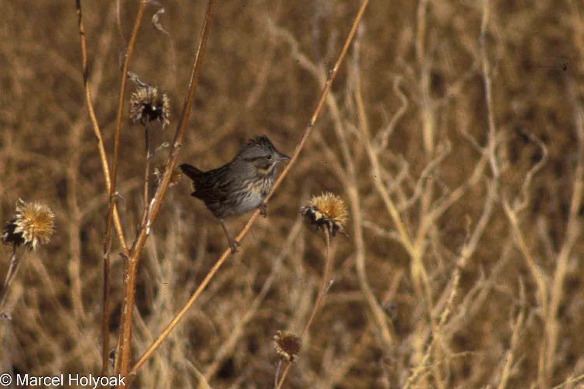 Lincoln's Sparrow - ML573968871