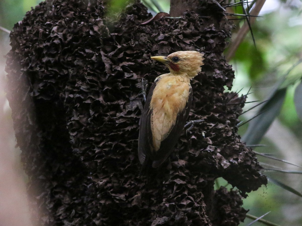 Cream-colored Woodpecker - Alex Wiebe